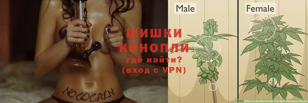 крисы Бородино